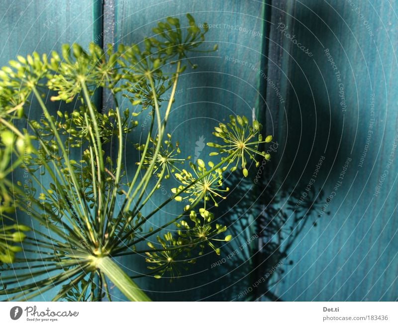 Holde Dolde Natur Pflanze Blüte Nutzpflanze blau gelb grün Dill Dillblüten Küchengewürz Doldenblüte türkis Paneele Holzwand Stengel Gartenarbeit romantisch