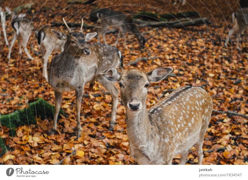 Rehrehreh Natur Herbst Tier Wildtier Tiergesicht Fell Zoo Rehauge Damwild 4 Tiergruppe Rudel Tierfamilie stehen natürlich Neugier niedlich Wärme braun orange