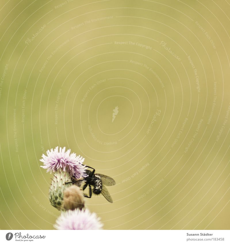 Leckerei Pflanze Blume Gras Sträucher Wiese Feld Wildtier Fliege 1 Tier Blühend Bremse Mohn Mohnblüte Blüte rosa Sommer Nektar entdecken imitieren Flügel