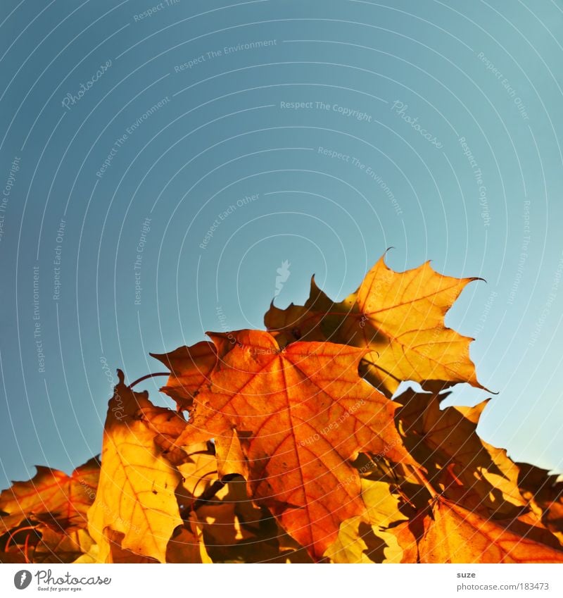 Lose Blattsammlung Umwelt Natur Pflanze Himmel Wolkenloser Himmel Herbst Sammlung alt fallen ästhetisch schön trocken mehrfarbig Herbstlaub herbstlich Färbung