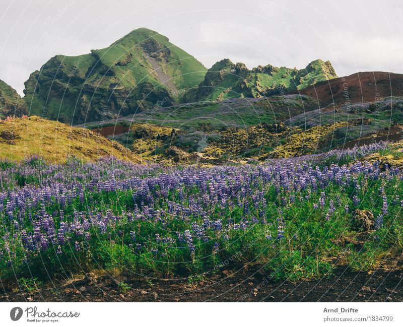 Island - Westmännerinseln Ferien & Urlaub & Reisen Tourismus Ausflug Safari Expedition Sommer Insel Umwelt Natur Landschaft Pflanze Urelemente Erde Himmel