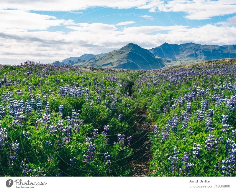 Island - Lupinen Ferien & Urlaub & Reisen Tourismus Ausflug Abenteuer Ferne Sommer Insel Natur Landschaft Pflanze Erde Himmel Wolken Schönes Wetter Sträucher