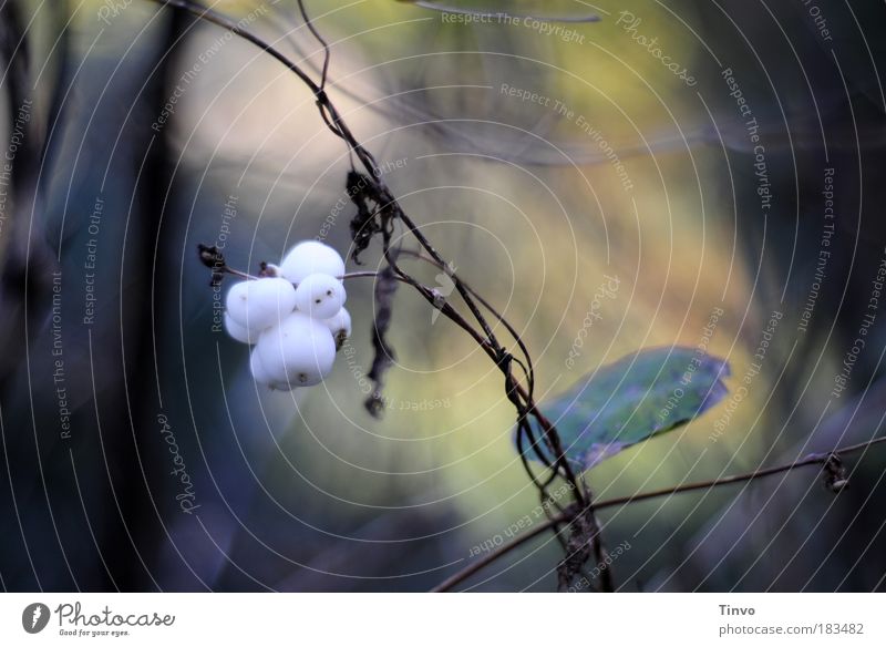 Little Ghost Farbfoto Gedeckte Farben Außenaufnahme Menschenleer Tag Natur Pflanze Herbst Sträucher Wildpflanze weiß Schneebeeren Knallerbsenstrauch Beeren