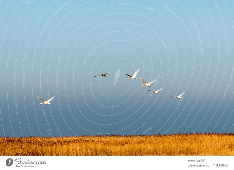 Wellenflug Natur Himmel Horizont Riedgras Schilfrohr Küste Ostsee Vorpommersche Boddenlandschaft Tier Wildtier Vogel Schwan Tiergruppe Schwarm fliegen