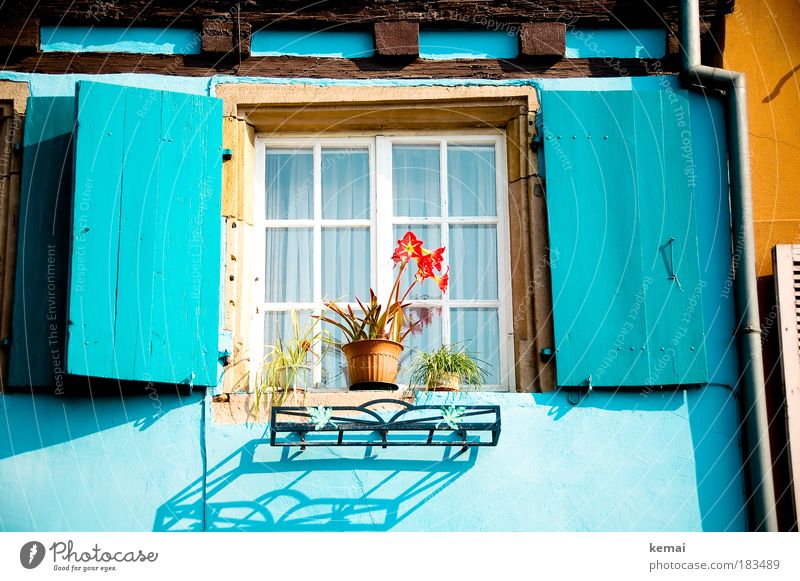 Fenster im Elsass Ausflug Sommerurlaub Colmar Haus Traumhaus Sonne Sonnenlicht Schönes Wetter Pflanze Blume Topfpflanze Kleinstadt Altstadt Fachwerkhaus Mauer