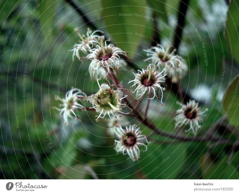 Vergänglichkeit Farbfoto Außenaufnahme Schwache Tiefenschärfe Umwelt Natur Pflanze Frühling Sommer Herbst Blume Blüte Wildpflanze Park Wiese Wald alt Blühend