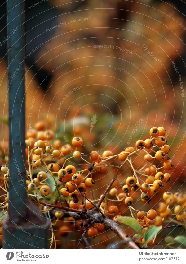 Beeren des Feuerdorns im Herbst an Metalltor Natur Pflanze Sträucher Garten Park alt festhalten hängen dehydrieren ästhetisch klein natürlich trocken Wärme wild