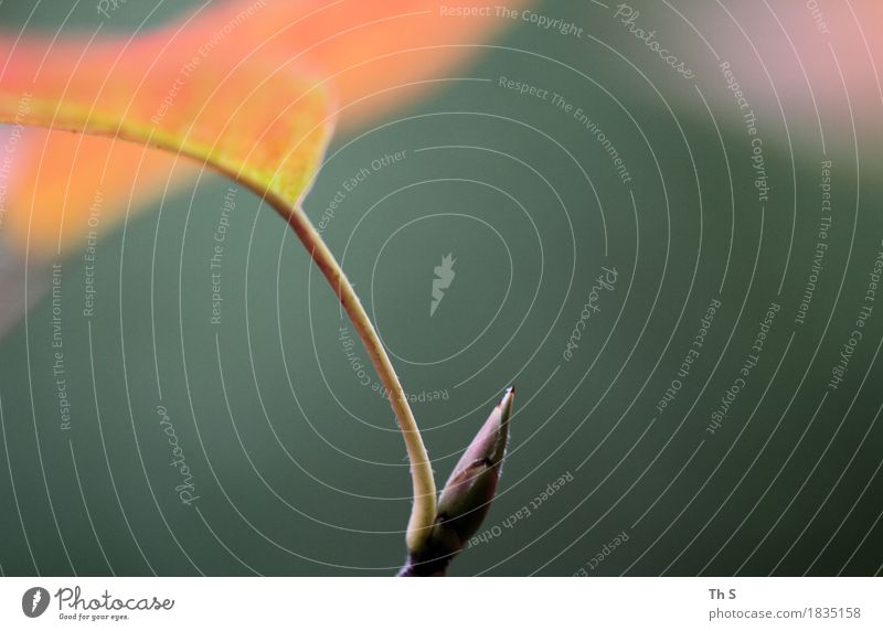 Blatt Natur Pflanze Herbst Bewegung Blühend verblüht ästhetisch authentisch einfach elegant Fröhlichkeit frisch natürlich grün orange rosa Gelassenheit geduldig