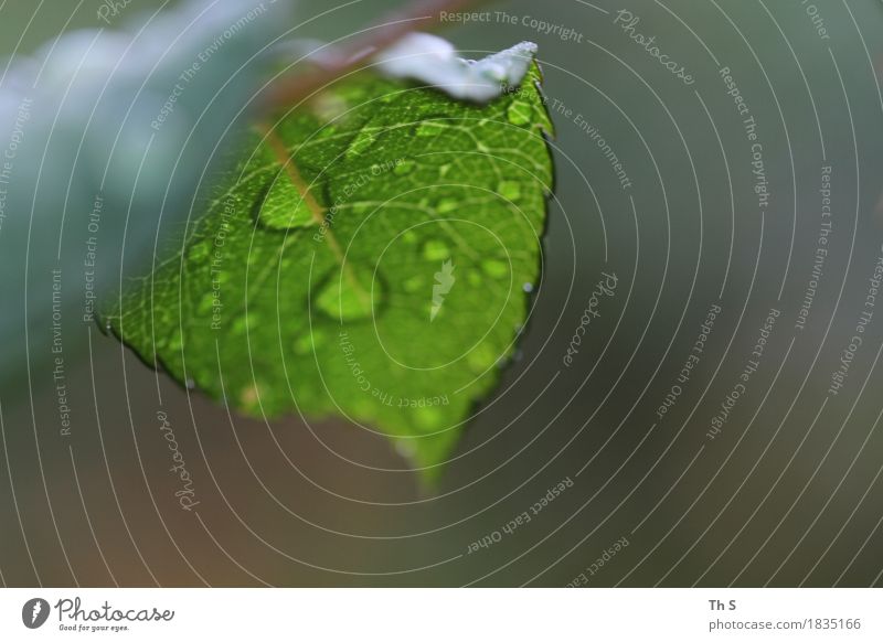 Regen Natur Pflanze Herbst Blatt ästhetisch authentisch einfach elegant frisch nass natürlich braun grün Gelassenheit geduldig ruhig einzigartig Farbfoto