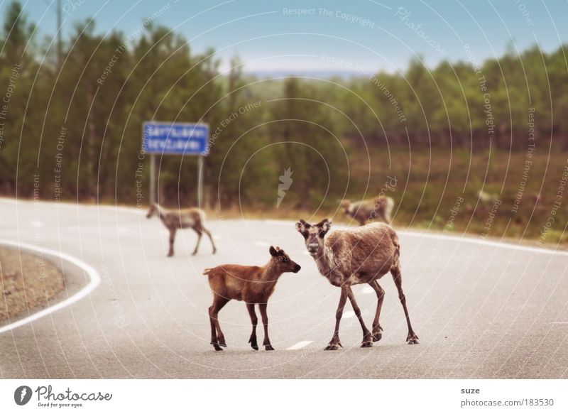 Streetworker Ausflug Umwelt Natur Pflanze Tier Verkehr Verkehrswege Straßenverkehr Nutztier Wildtier Tiergruppe Herde Tierfamilie warten Neugier Sicherheit