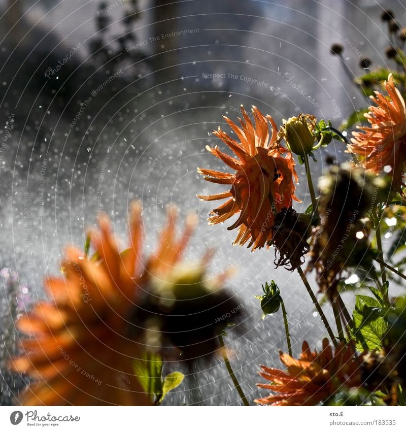 bewässern Farbfoto mehrfarbig Außenaufnahme Detailaufnahme Makroaufnahme Reflexion & Spiegelung Sonnenlicht Natur Landschaft Pflanze Urelemente Wasser