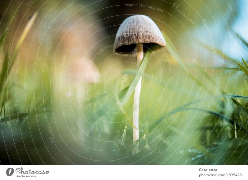 Ein Pilz ( eigentlich 3 Pilze ) Natur Pflanze Herbst Wiese dehydrieren Wachstum braun gelb grün türkis Fröhlichkeit ruhig entdecken Gesundheit Umwelt Farbfoto