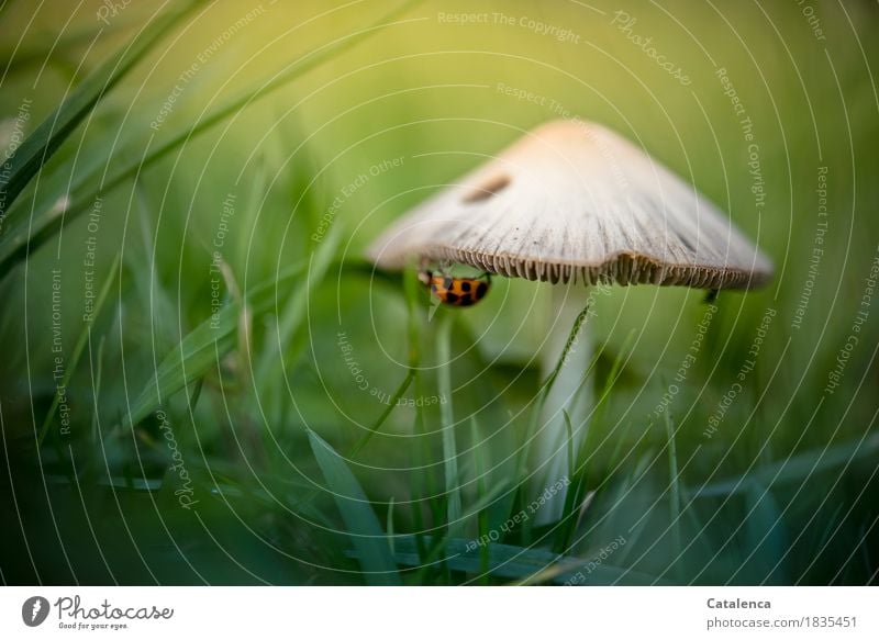 An der Pilzunterkante krabbelt ein Marienkäfer Natur Pflanze Tier Sommer Gras Wiese Käfer 1 hängen krabbeln ästhetisch niedlich braun gelb grün orange