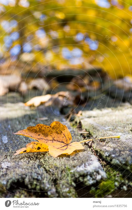 Die anderen sind jetzt auch schon unten Natur Herbst Blatt Ahornblatt einfach gold Traurigkeit Ende Tod Vergänglichkeit Verfall herbstlich Herbstfärbung