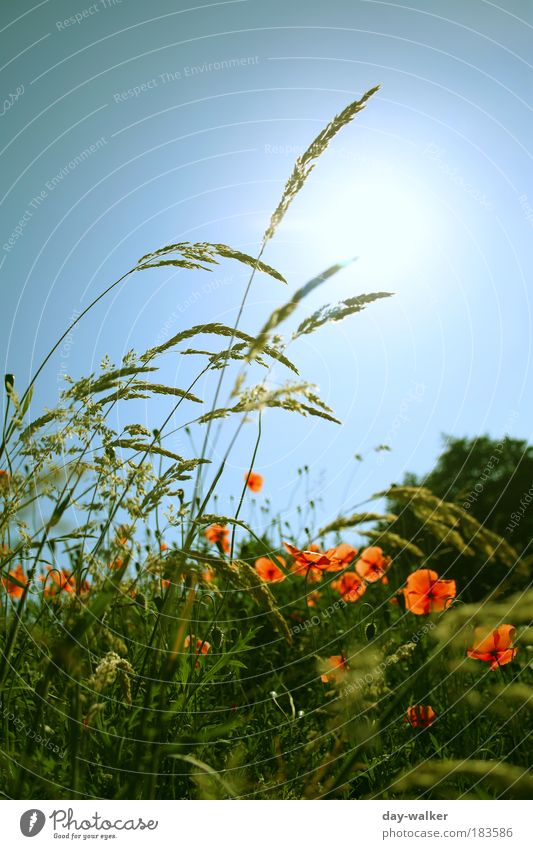 Bei uns ist schön Frühling .. Farbfoto mehrfarbig Außenaufnahme Menschenleer Tag Licht Schatten Kontrast Sonnenlicht Sonnenstrahlen Gegenlicht