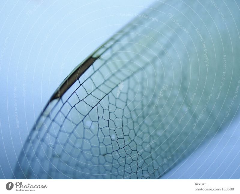 Butterfly Effect Klima Klimawandel Wetter Unwetter Schmetterling Flügel fliegen Schwäche Transparente zerbrechlich sensibel Schmetterlingskind verwundbar