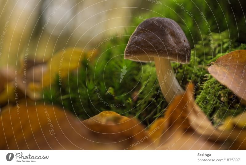 Aus dem Moos geschossen Natur Pflanze Tier Herbst Wildpflanze Wald Wachstum Blatt Laubmoos Giftpilz essbarer Pilz Pilzhut Pilzsucher Moosteppich grün Farbfoto