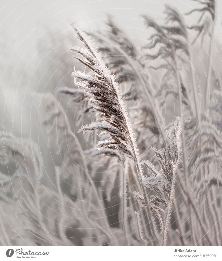 Winter Impressionen Stil Design Innenarchitektur Dekoration & Verzierung Tapete Bild Leinwand Postkarte Trauerfeier Beerdigung Natur Landschaft Pflanze