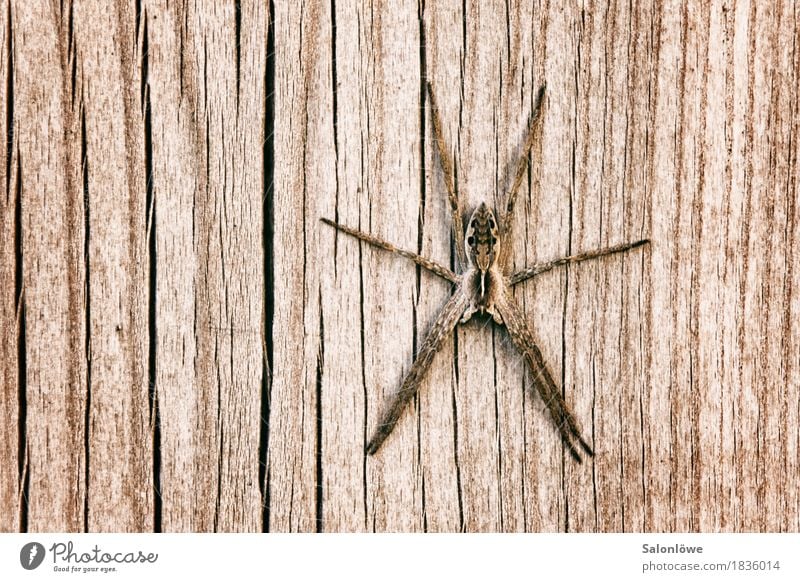 Spiderman is having me Natur Herbst Garten Mauer Wand Fassade Fell Behaarung Tier Spinne 1 Holz Netz berühren hängen krabbeln sitzen bedrohlich Ekel gruselig