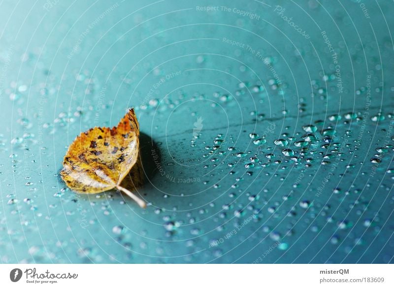 Herbstgruß. Farbfoto Gedeckte Farben Außenaufnahme Nahaufnahme Detailaufnahme Makroaufnahme Luftaufnahme Experiment abstrakt Muster Strukturen & Formen