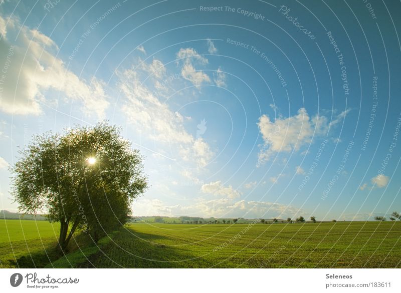 Lichtblick Ferien & Urlaub & Reisen Ausflug Ferne Freiheit Umwelt Natur Landschaft Himmel Wolken Sonne Klima Wetter Schönes Wetter Pflanze Baum Feld ästhetisch