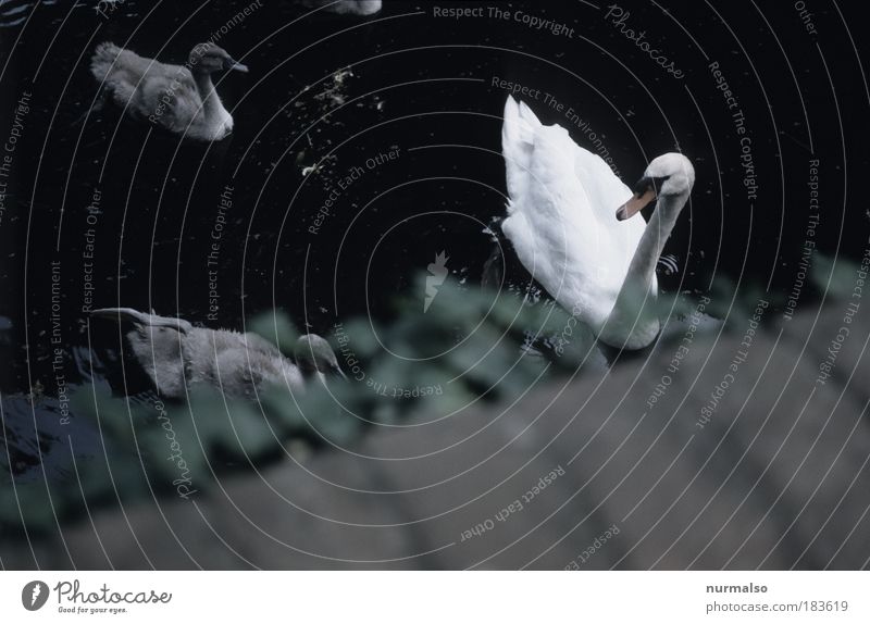 Schwanenleben Farbfoto Gedeckte Farben Außenaufnahme Menschenleer Tag Unschärfe Braten Angeln Jagd Kunst Natur Efeu Park Flussufer Brücke Wahrzeichen Tier Vogel