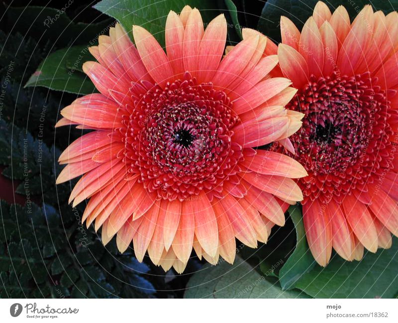 gerbera Blume Gerbera Blumenstrauß Natur