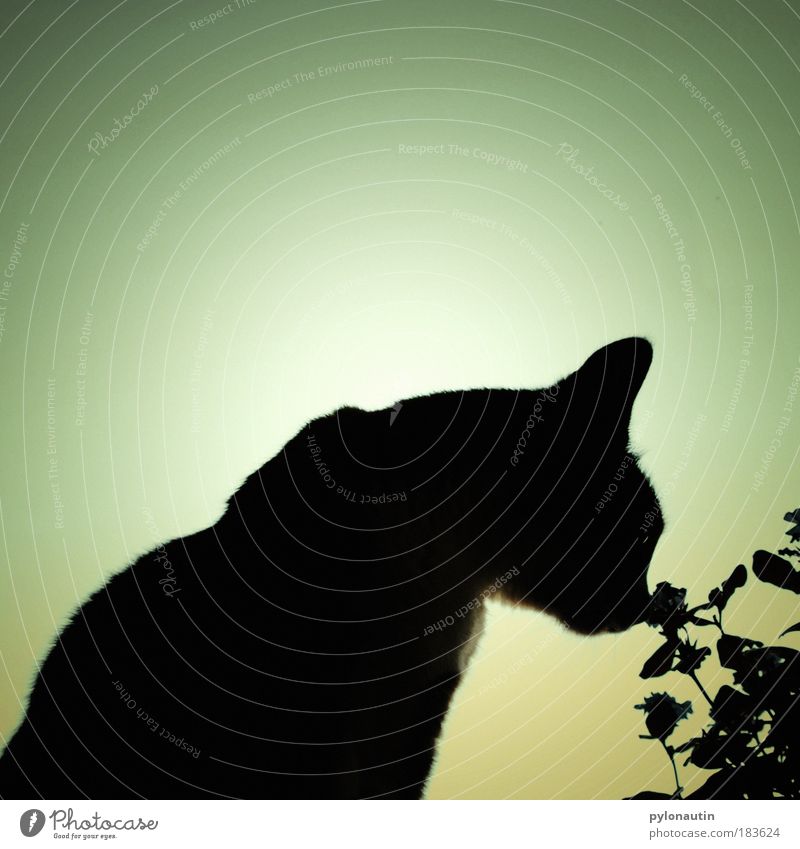 Schattenkatze Katze Blume Gegenlicht schwarz Silhouette Ohr Tier Fell Geruch Natur Blüte Nase Schnauze Strukturen & Formen