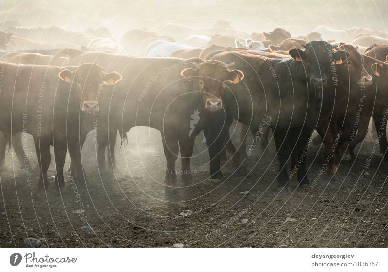 Kälber im Bauernhof für Kalbfleisch Fleisch Sommer Natur Tier Gras Wiese Kuh Herde Fressen grün Wade Rindfleisch Ackerbau ländlich Weide Waden Feld Viehbestand