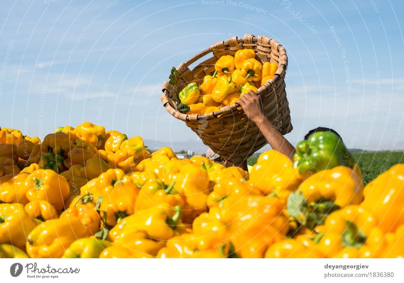 Menschen pflücken Paprika Gemüse Garten Arbeit & Erwerbstätigkeit Gartenarbeit Mann Erwachsene Hand Natur Pflanze Blatt frisch gelb grün Landwirt Feld Ackerbau