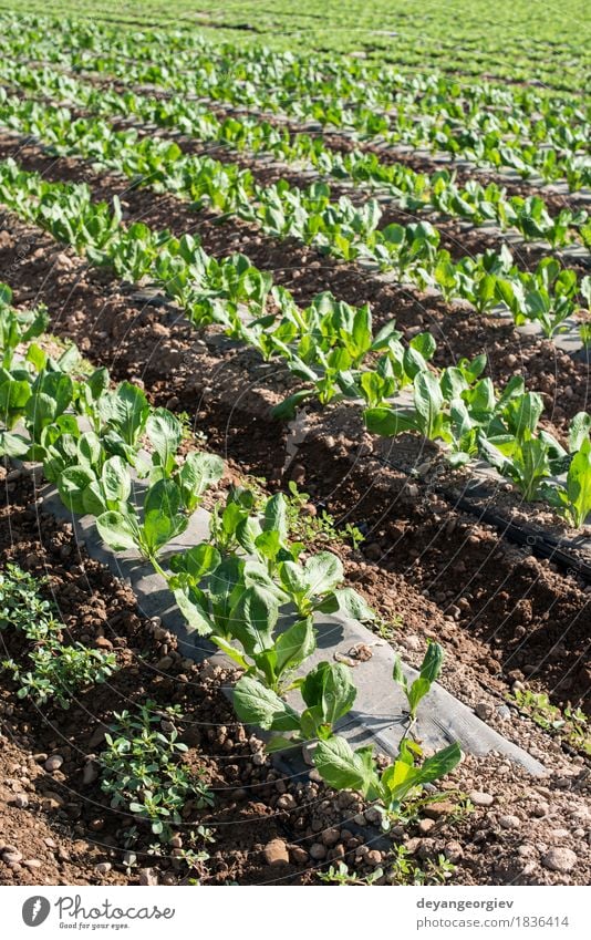 Salatfeld in Reihen. Gemüse Vegetarische Ernährung Sommer Natur Landschaft Pflanze Erde Blatt Wachstum frisch grün Feld Bauernhof Ackerbau produzieren