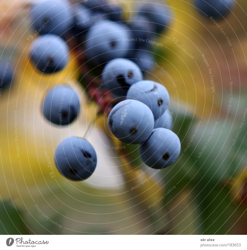 Blaue Beeren der Mahonie Pflanze Sträucher Wildpflanze Herbst Frucht Blühend Wachstum blau gelb grün Zusammenhalt Beerensträucher Gesundheit Giftpflanze