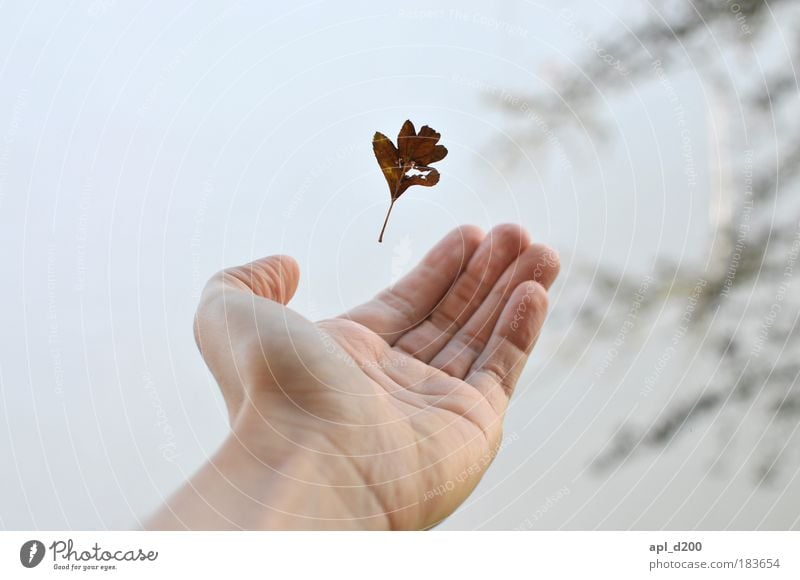 catch me if you can Mensch maskulin Junger Mann Jugendliche Arme Hand 1 18-30 Jahre Erwachsene Umwelt Natur Herbst Winter Blatt fallen fangen ästhetisch elegant