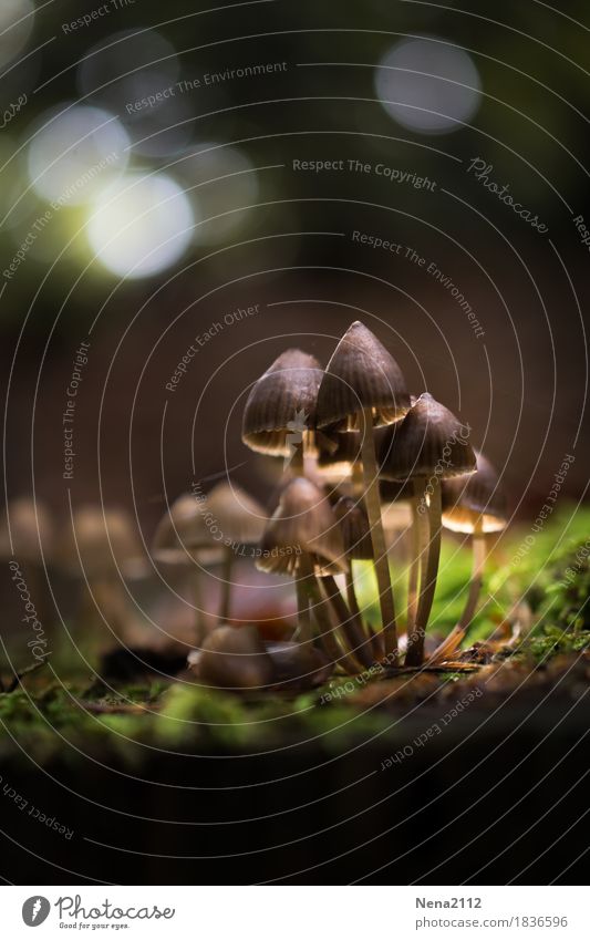 Pilzkolonie Umwelt Natur Erde Herbst Wetter Schönes Wetter Pflanze Moos Garten Park Wald Urwald Unendlichkeit wild gruppiert Anhäufung Waldboden Spazierweg