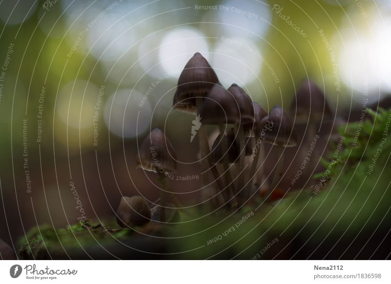 herbstlich Natur Pflanze Erde Herbst Moos Park Wald dünn grau Pilz Pilzkopf Waldboden Waldspaziergang zerbrechlich Farbfoto Außenaufnahme Nahaufnahme