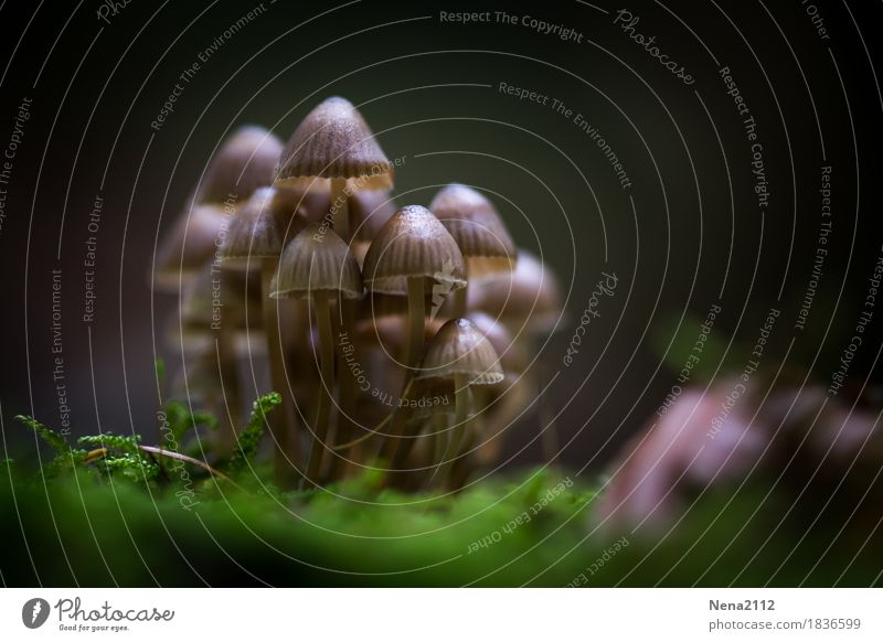 Einigkeit macht stark Umwelt Natur Pflanze Erde Herbst Wetter Moos Wald Zusammensein Pilz Champignons Waldboden Menschengruppe viele mehrere Gruppenzwang feucht