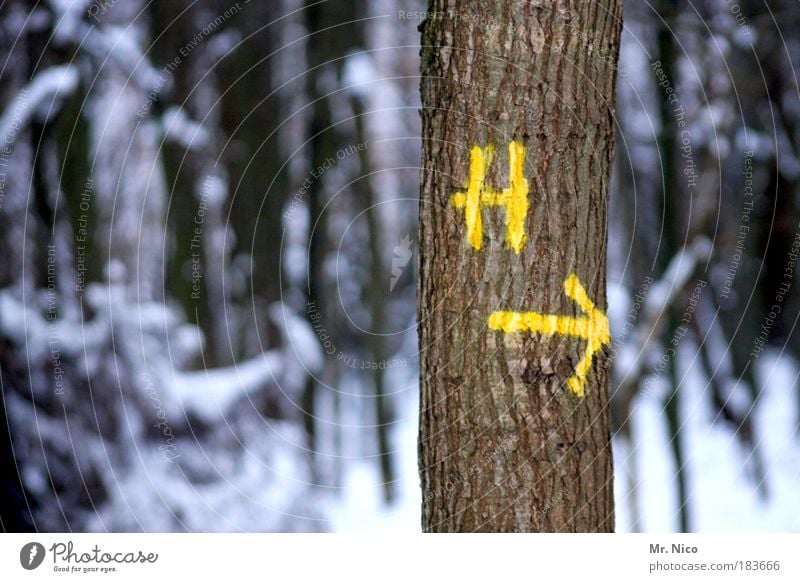 H --> Außenaufnahme Umwelt Natur Landschaft Winter Klima Klimawandel Wetter Eis Frost Schnee Baum Wald Holz Zeichen kalt Umweltschutz Schneelandschaft richtung