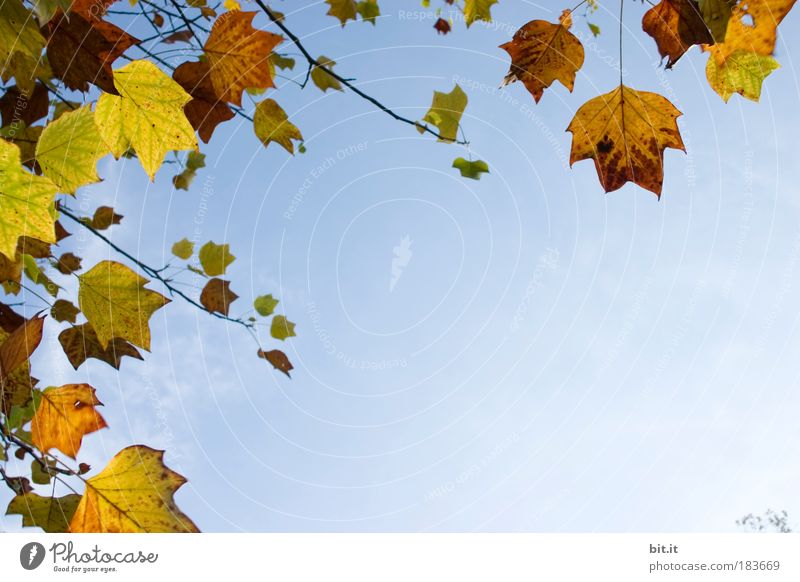 WINDSTÄRKE 3 Erntedankfest Halloween Natur Pflanze Wolkenloser Himmel Herbst Schönes Wetter Wind Sturm Blatt blätterdach Herbstlaub Herbstfärbung Herbstwald