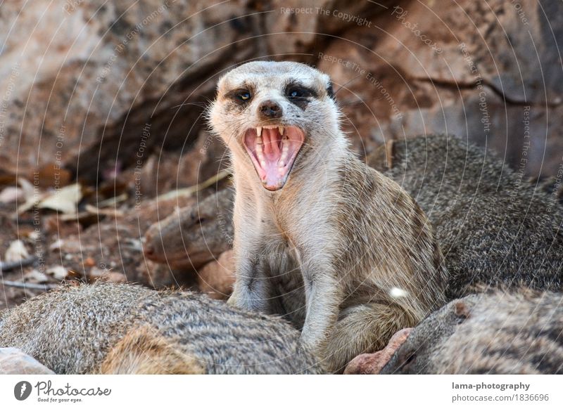 Attacke! Safari Expedition Namibia Südafrika Afrika Tier Erdmännchen 1 Aggression Angst Wut angriffslustig attackieren fauchen Maul Farbfoto Tierporträt