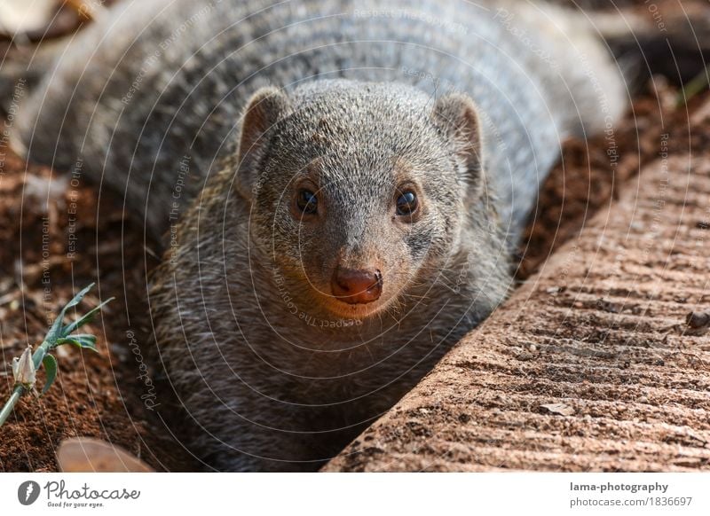 aufmerksam. Savanne Etoscha-Pfanne Namibia Afrika Wildtier Manguste Zebramanguste Mungo Neugier niedlich matschen graben Angesicht zu Angesicht Wachsamkeit