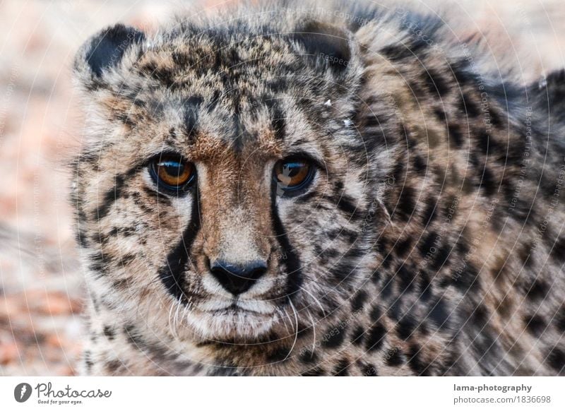 eindringlich. Safari Expedition Nationalpark Namibia Afrika Tier Wildtier Tiergesicht Fell Gepard Landraubtier 1 Jagd Etoscha-Pfanne Blick Jagdtrieb Farbfoto