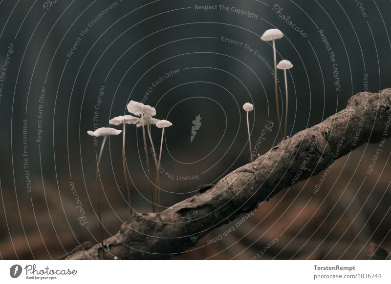 Kleine Pilzchen im Wald Herbst dünn trist Pilze klein zart Ast Waldpilz Waldpilze ökologisch Holz Jahreszeiten Baum Bäume Natur Farbfoto Tag Zentralperspektive