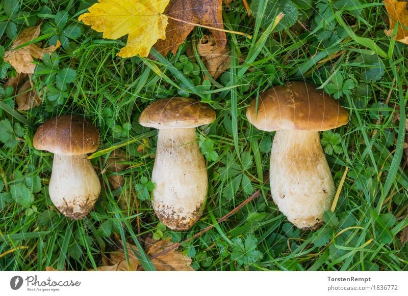 3 Boletus Blatt Wald lecker Steinpilze Dickröhrling edulis essbar fichtensteinpilz Herbstlaub Herbstfärbung herbstlich Pilz speisepilz speisepilze waldpilz