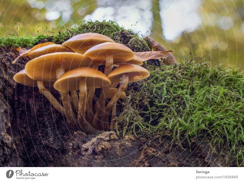 Noch ne Pilzgruppe Umwelt Natur Landschaft Pflanze Tier Herbst Gras Moos Park Wald Wachstum Erde Pilzkopf Pilzhut Farbfoto mehrfarbig Außenaufnahme Nahaufnahme