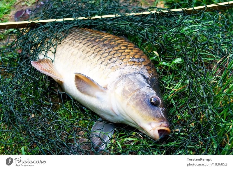 Schuppenkarpfen Wasser Fisch Netz genießen Schwimmen & Baden carpio cyprinidae cypriniformes cyprininae cyprinus Koi fische fischen Fischer geangelt gefangen