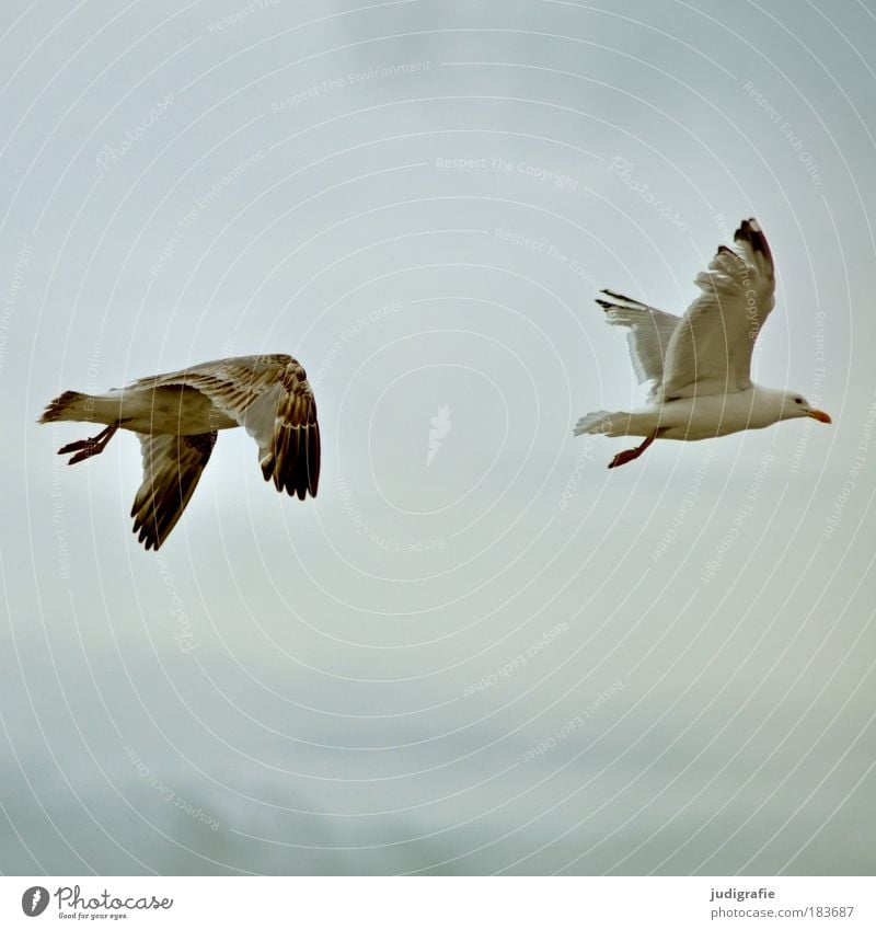 Flügelschlag Farbfoto Außenaufnahme Tag Himmel Küste Ostsee Meer Tier Wildtier Vogel Möwe Silbermöwe 2 fliegen natürlich Freiheit Zufriedenheit flattern