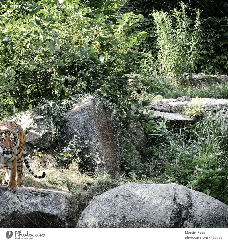 beuteschema Natur Sträucher Urwald Felsen Berge u. Gebirge Tier Wildtier Katze Tiergesicht Fell Tiger 1 Fressen Jagd Blick ästhetisch exotisch Neugier wild