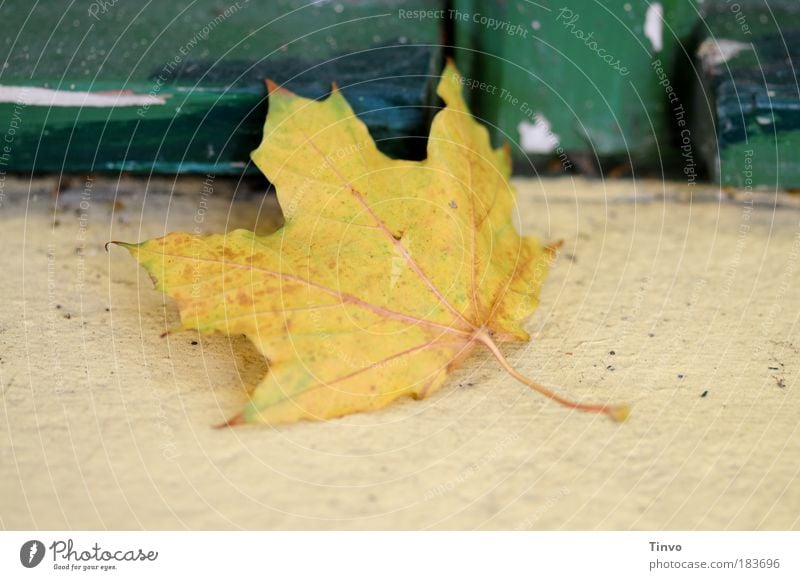 Fensterplatz Farbfoto Außenaufnahme Menschenleer Tag Schwache Tiefenschärfe Herbst Blatt alt liegen dehydrieren gelb grün Gefühle Vergänglichkeit