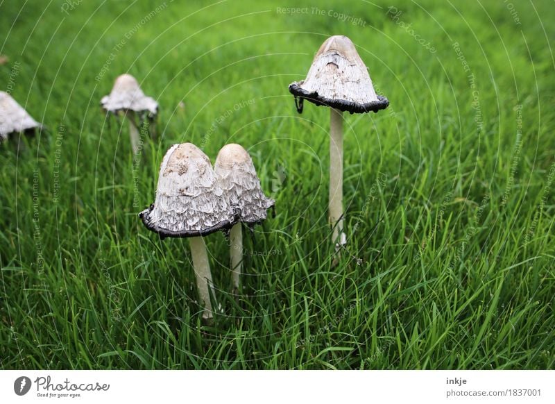 Schopftintlinge wachsen und vergammeln schnell Natur Herbst Gras Garten Wiese Wald Pilz Wachstum alt Ekel grün Wandel & Veränderung essbar verfaulen verdorben