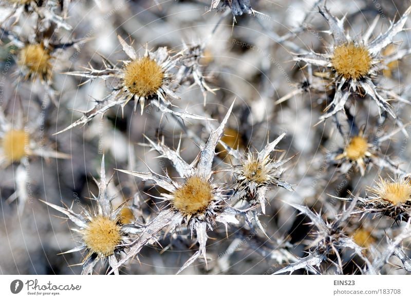 Am Wegesrand Farbfoto Außenaufnahme Menschenleer Tag Unschärfe Totale Umwelt Natur Pflanze Sommer Schönes Wetter Distel Feld Blühend stachelig Wärme wild braun